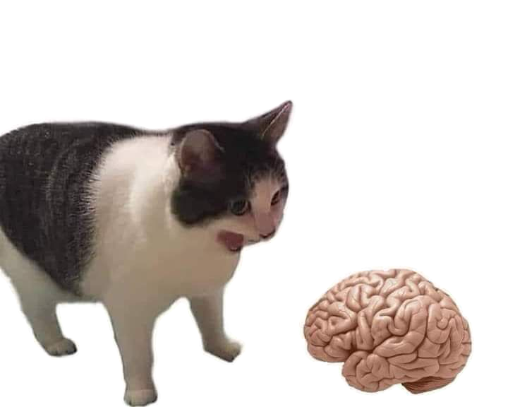 a brain that won't stop asking why